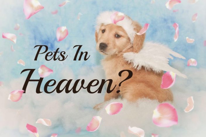 What The Bible Says About Pets Going To Heaven