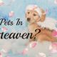 Pets in Heaven